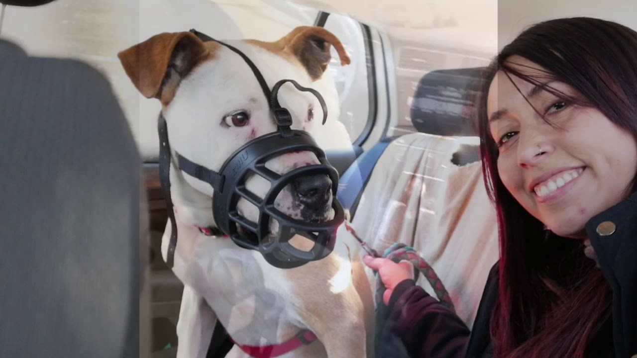 centro de acogida de animales de compañía de barcelona