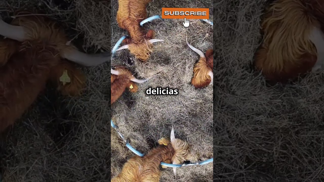 los animales conducidos en manada o en rebaño