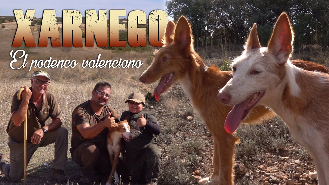 caza en terrenos libres comunidad valenciana