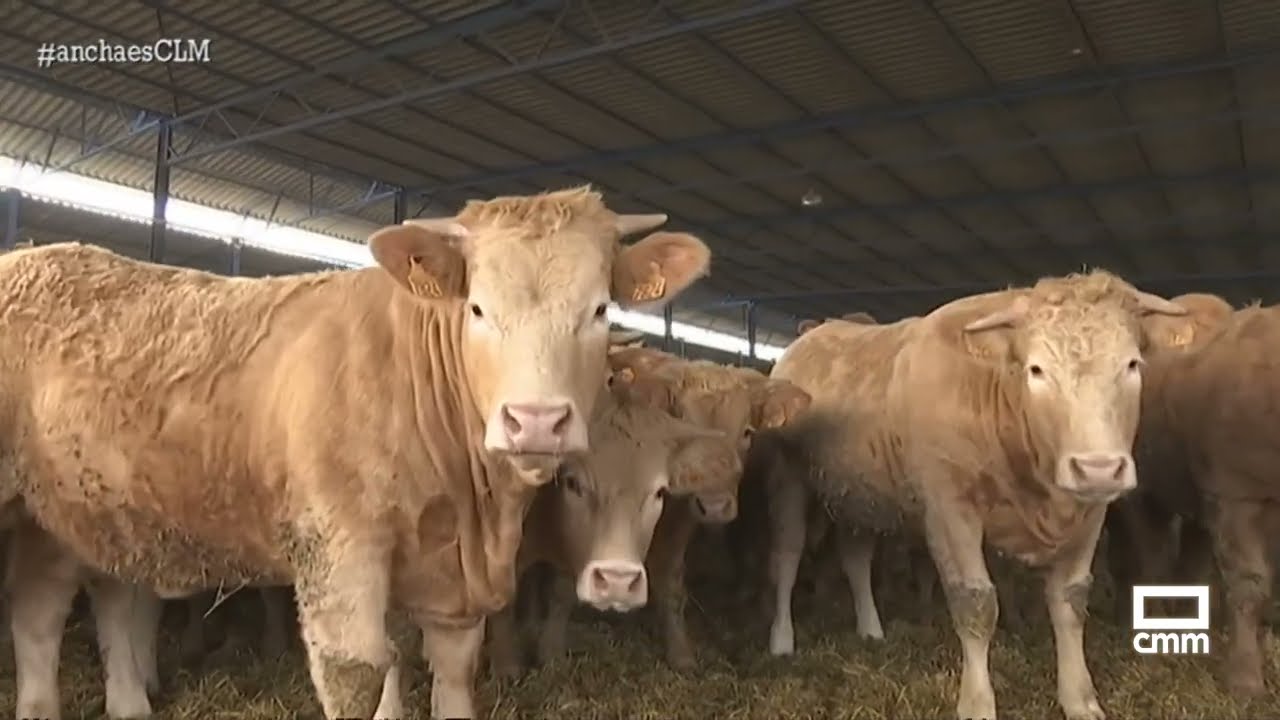 distancia explotación ganadera a núcleo urbano