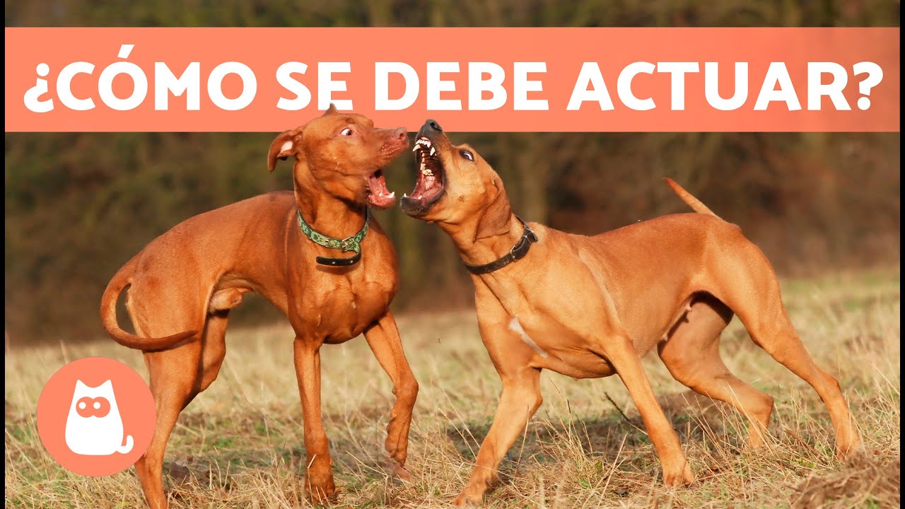 si un perro muerde a otro perro es delito