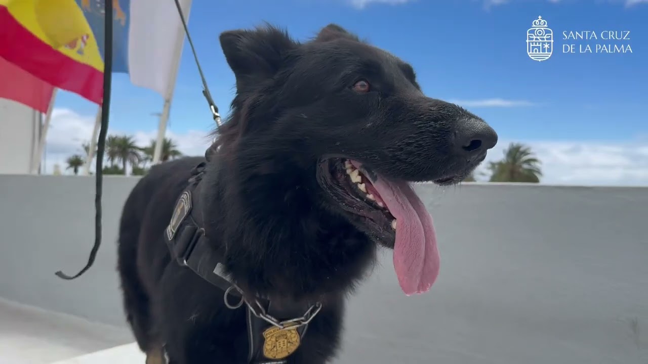 policia local santa cruz de la palma