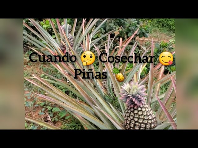 se pueden recoger piñas del suelo