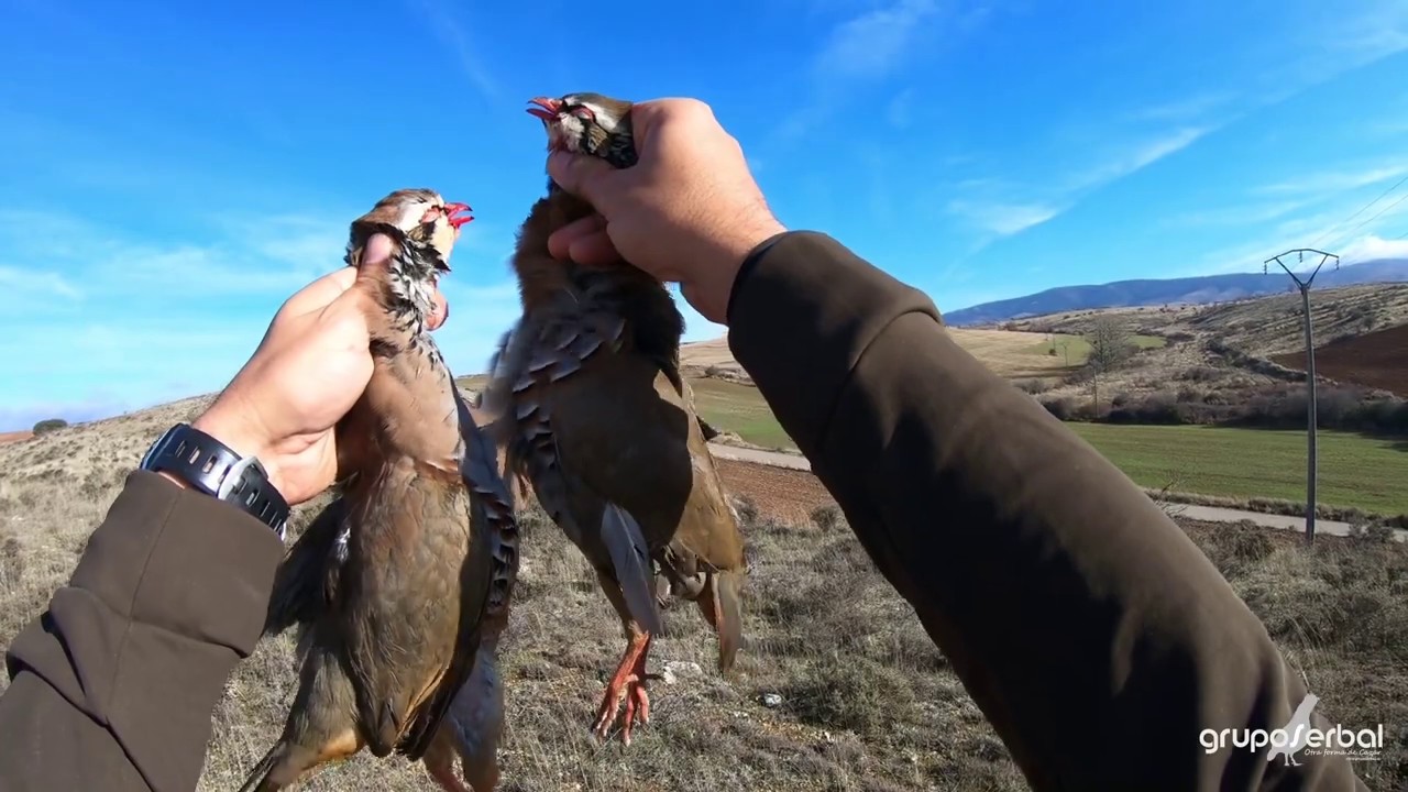 subastas de cotos de caza en burgos
