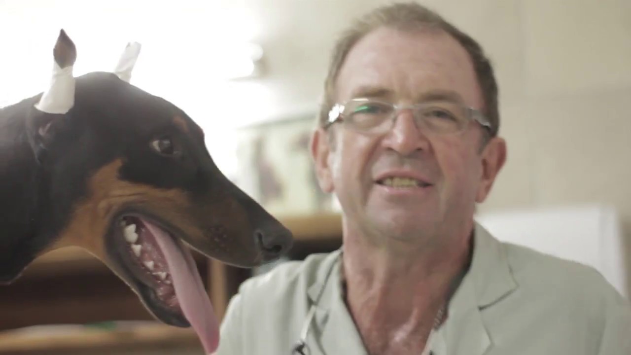 donde es legal cortar orejas perro