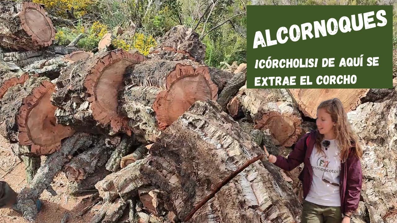 dónde se pide autorización parque natural los alcornocales