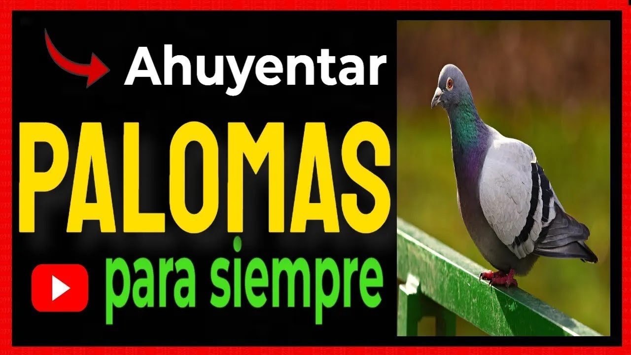 es legal tener palomas en casa