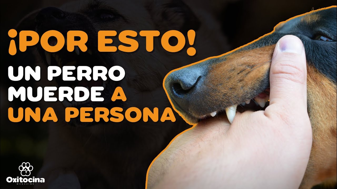 que pasa si mi perro muerde a alguien